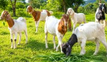 Usaha Tudua Farm Morowali di Desa Tudua, Kecamatan Bungku Tengah, Kabupaten Morowali, menjual ternak kambing yang sehat. Foto: Halo Morowali.