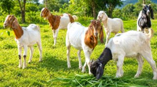 Usaha Tudua Farm Morowali di Desa Tudua, Kecamatan Bungku Tengah, Kabupaten Morowali, menjual ternak kambing yang sehat. Foto: Halo Morowali.
